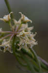 Gulf coast swallow-wort